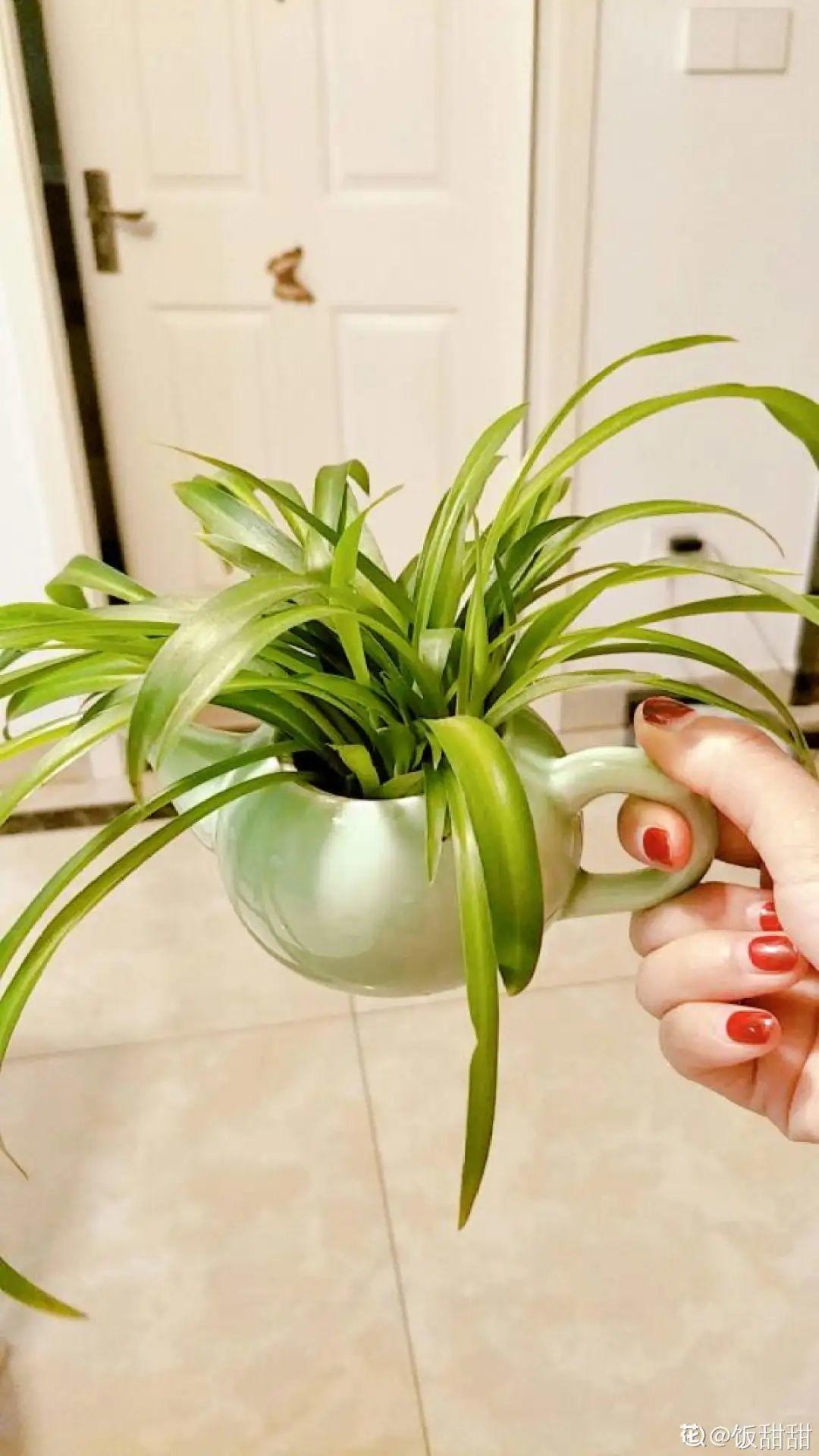 爷爷的破茶壶,全被我拿来养花,省下大笔花盆钱!