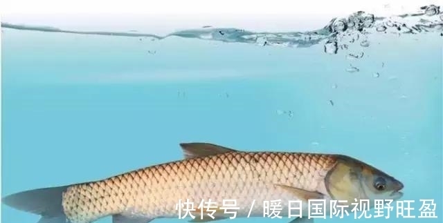 鱼层|夏季是垂钓草鱼的黄金季节,那么我们该如何去钓呢?