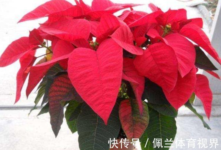 家里就养3种花,高端大气又旺财,2021年鸿运当头,福运迎门!