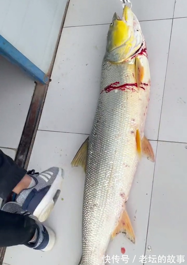 除害江苏小伙阳澄湖钓起水老虎,小伙不知它吃了大闸蟹