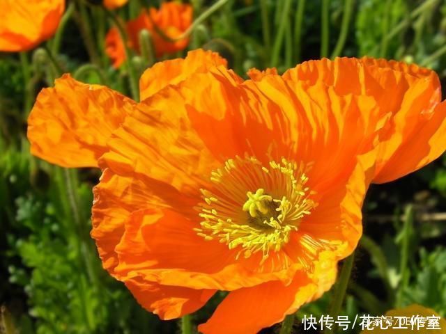  州地区拍摄|《艳丽的橙色罂粟花》活闪婆-协助拍摄
