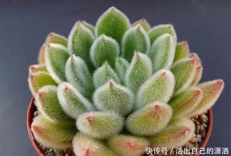 这些毛绒绒的多肉不要太萌!见到了就要买回家的萌宝~