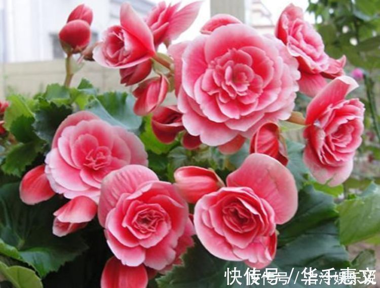 玫瑰海棠玫瑰海棠|家养4种旺运花，吉祥又喜庆，开花红红火火，旺财又旺运！