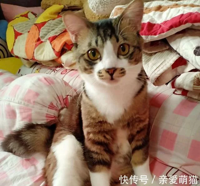 女子嫌小猫“太瘦”收养，照顾1年后猫突然发福，意外胖成网红猫