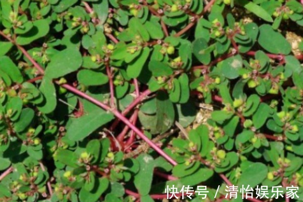 马齿苋|农村随处可见的“卧蛋草”,外形像马齿苋,如今是一味珍贵药材!