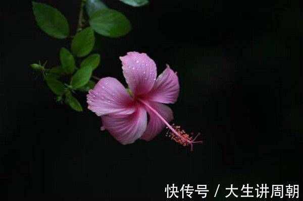 回家过年&花有信,等风来……一支笔写出花开花落、百味杂陈的人生