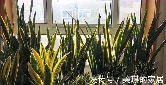 具状|虎皮兰进入8月经常“饿”,从三个方面喂饱它,才爱出小芽