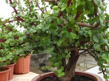 给“马齿苋树”这样“剪几刀”,全株“木质”,根茎强如“钢”