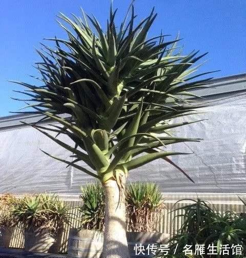 悬念|芦荟年年“满小崽”，到底怎么养，做好4点，爆盆毫无悬念