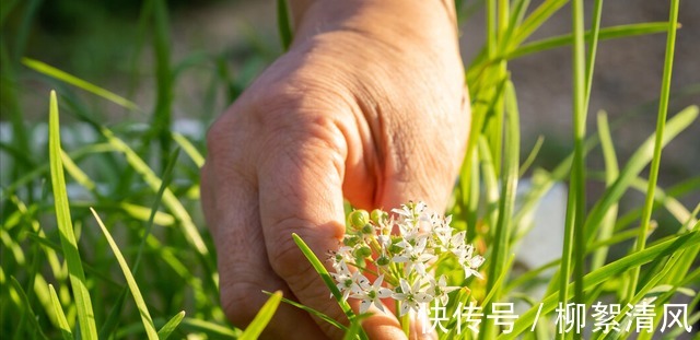 腌韭菜花别只放盐,教你正确比例配方不变色不变味,放一年不坏!