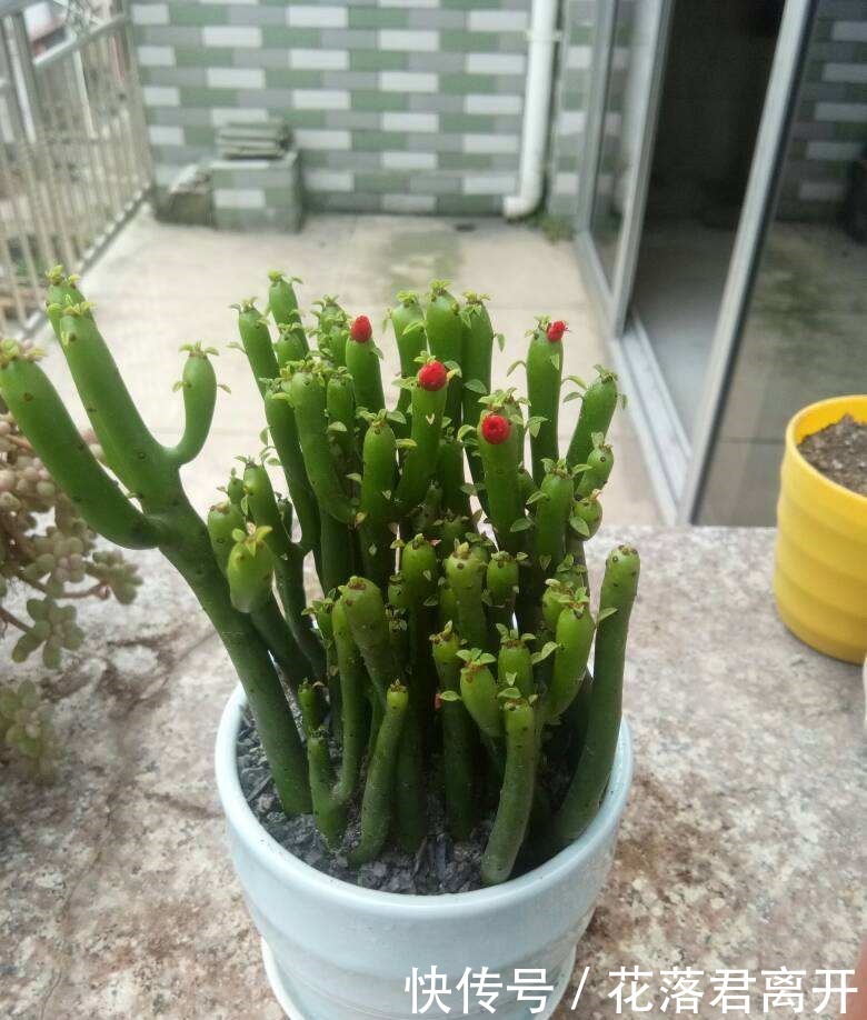 养棵多肉美滋滋,谁知是家中潜藏的毒虫,不知道吃大亏!