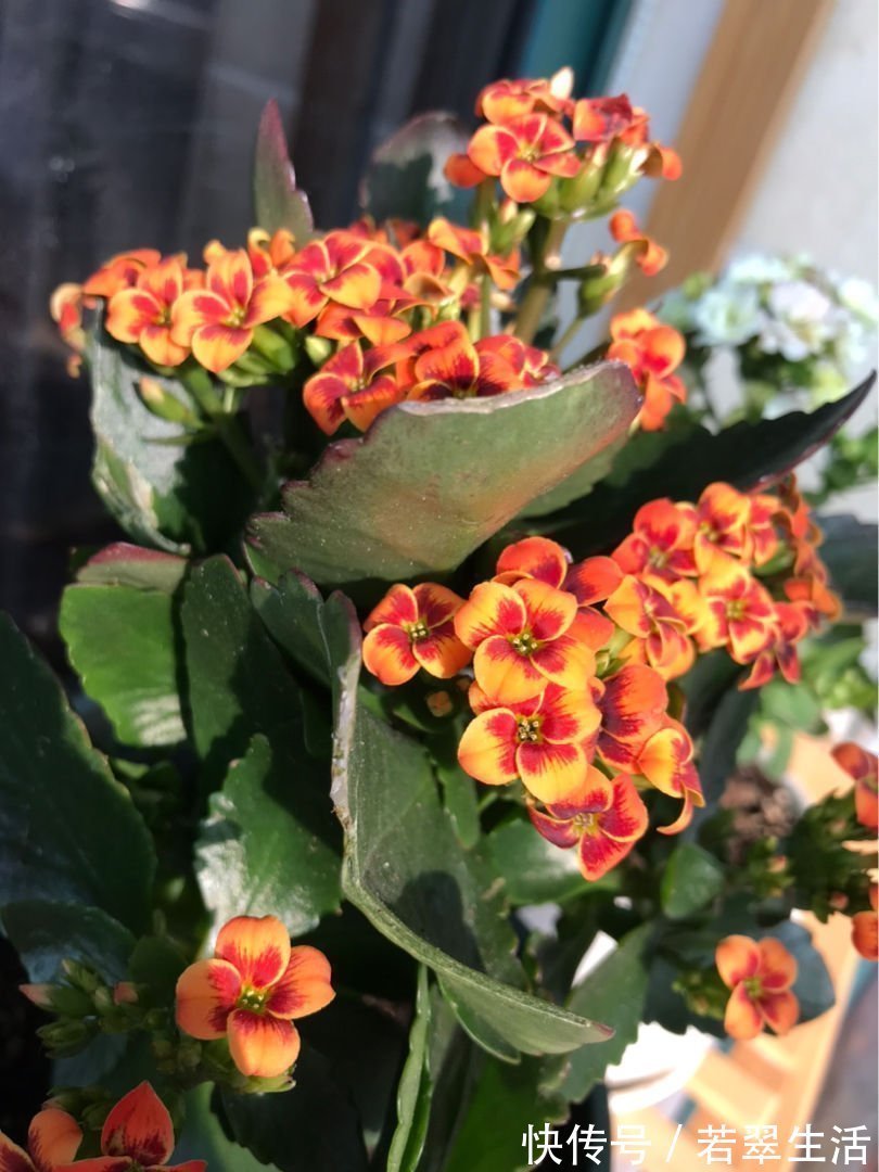 绿萝|养花就得学会“捂”,用塑料袋捂一捂,冒出满盆花苞