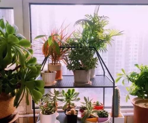 根系|养花种草:规避掉2个坏习惯,植株不再枯黄腐烂、出新问题