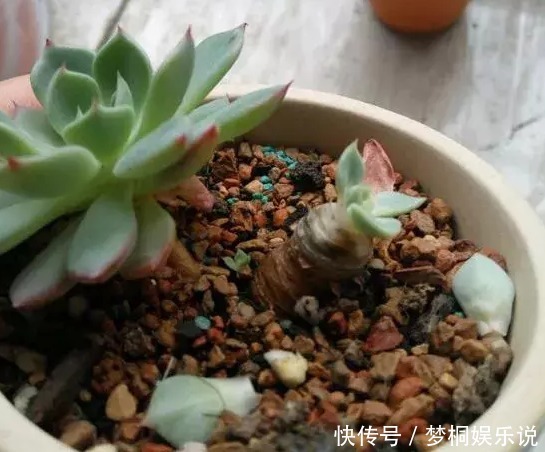 多肉|看到多肉叶子发蔫发软,经验丰富的老花匠一般不会急着浇水