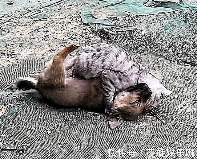 奶狗|小狗在院子里不停吠叫,以为是被邻居揍了,查看后:这都干不过?
