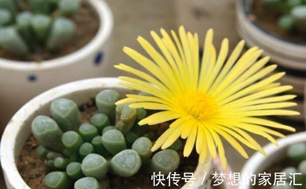 棒状|多肉五十铃玉叶形如小棒，顶端带有透明的窗，并且开花也好看