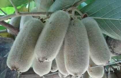 成熟|农村才有的奇特美味野果,吃过十种以上算你牛,城里人见得少