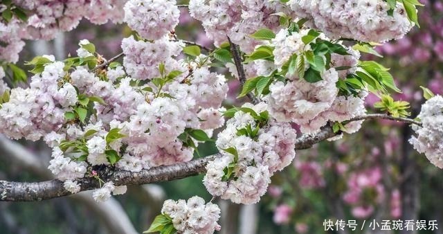 花季|丽江古城内的秘境，犹如从画卷中走出，花季时美如仙境！