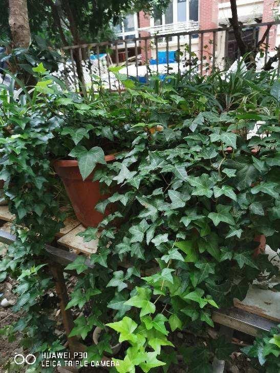 文竹掐个枝,找个瓶子插水里,三天就冒小笋芽