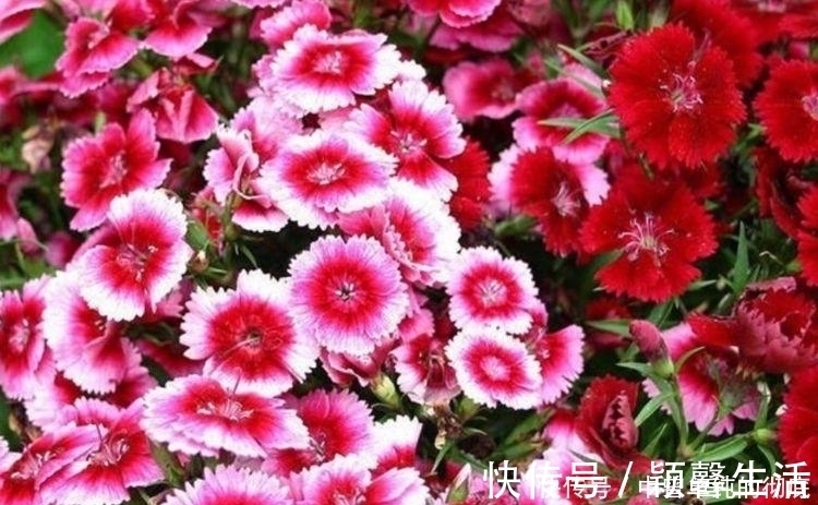 鲜切花|家中必养“4种花”，好养漂亮花期长，越晒开花越旺