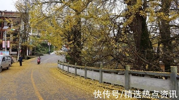 乡村|修文县大木村古银杏树群落叶缤纷引客来