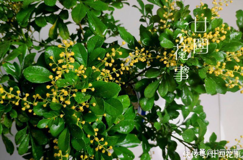 太阳花|懂花的人，喜欢在夏天养10种花，有香有色，越热长得越欢实