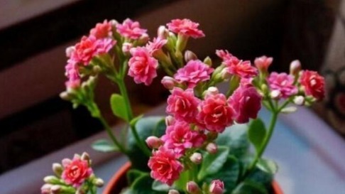 王大姐就养“2种花”,入冬就开成“花海”,街坊邻居都说美!