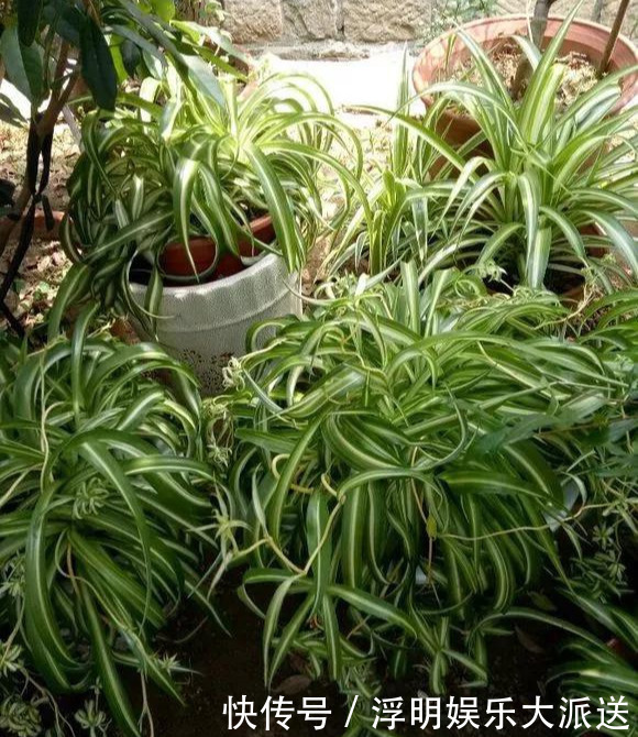 花友|淘米水啤酒水,真不如这种水,养花一绝,浇一盆旺一盆