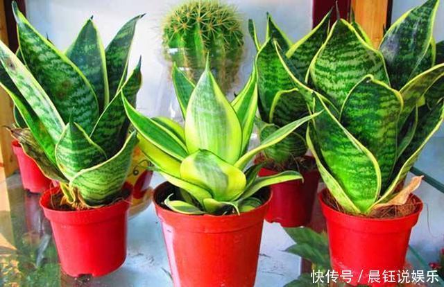 “耐旱花”养家里,20天不浇水,枝叶反而更旺盛,长满一大盆!