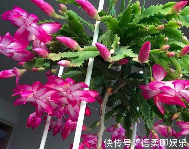 阳台养花,2种“姐妹花”一开就是“小花海”,花开一茬接一茬