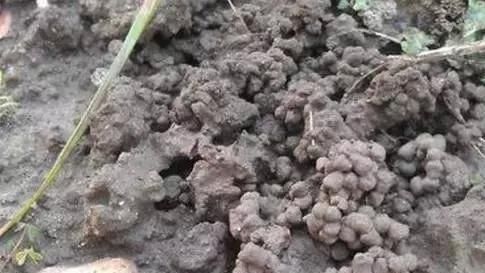 盆栽|3种“有机肥”,随手盆栽“埋”1点,根系缠绕,开花“爆”盆