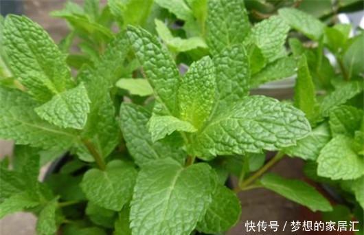 叮咬|可别小看香草薄荷的功效作用,一片叶子就能解决蚊虫叮咬的问题