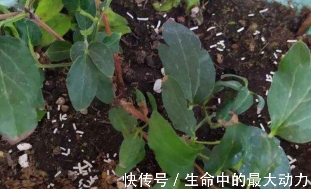 家中养花,盆里撒上3种小东西,不生小虫子
