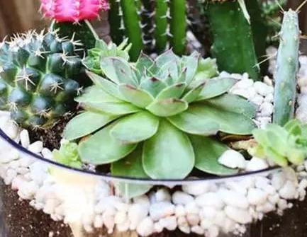 多肉植物|零技巧制作高颜值多肉组合