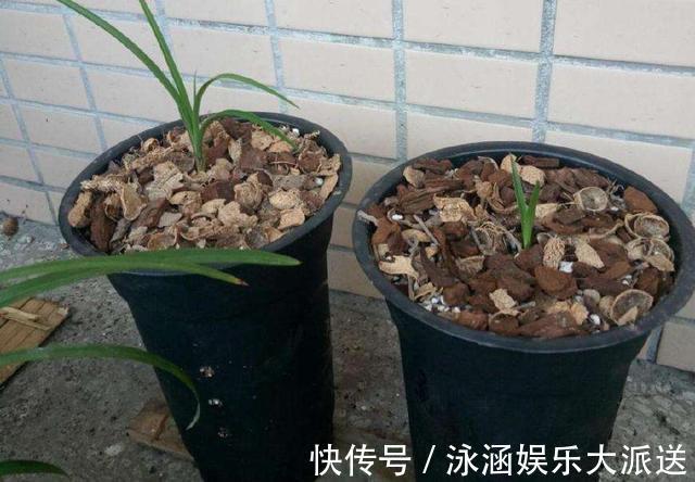桂花|秋季养花要换盆,这几种情况换盆是“自寻死路”,不到冬天死翘翘