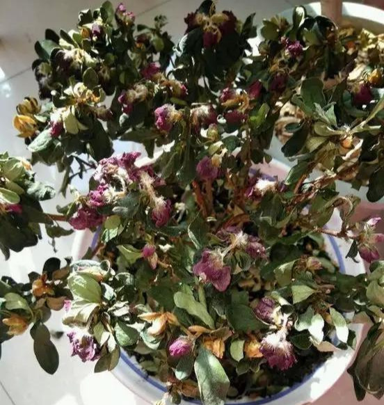 养花技巧养了3年的花突然枯死，套个塑料袋，竟然救活了