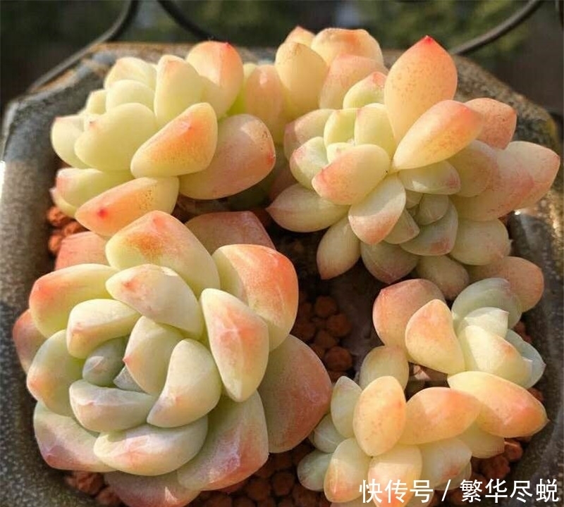 根系|夏天多肉千万别暴晒,除非看了这篇文章,不然多肉化水了