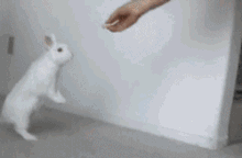 |搞笑动图:这是个什么怪东西,接我一掌!