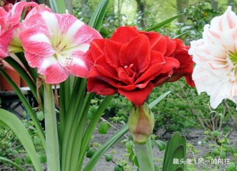 家养朱顶红总是难开花学会这三个养护小技巧，轻松花开爆满盆