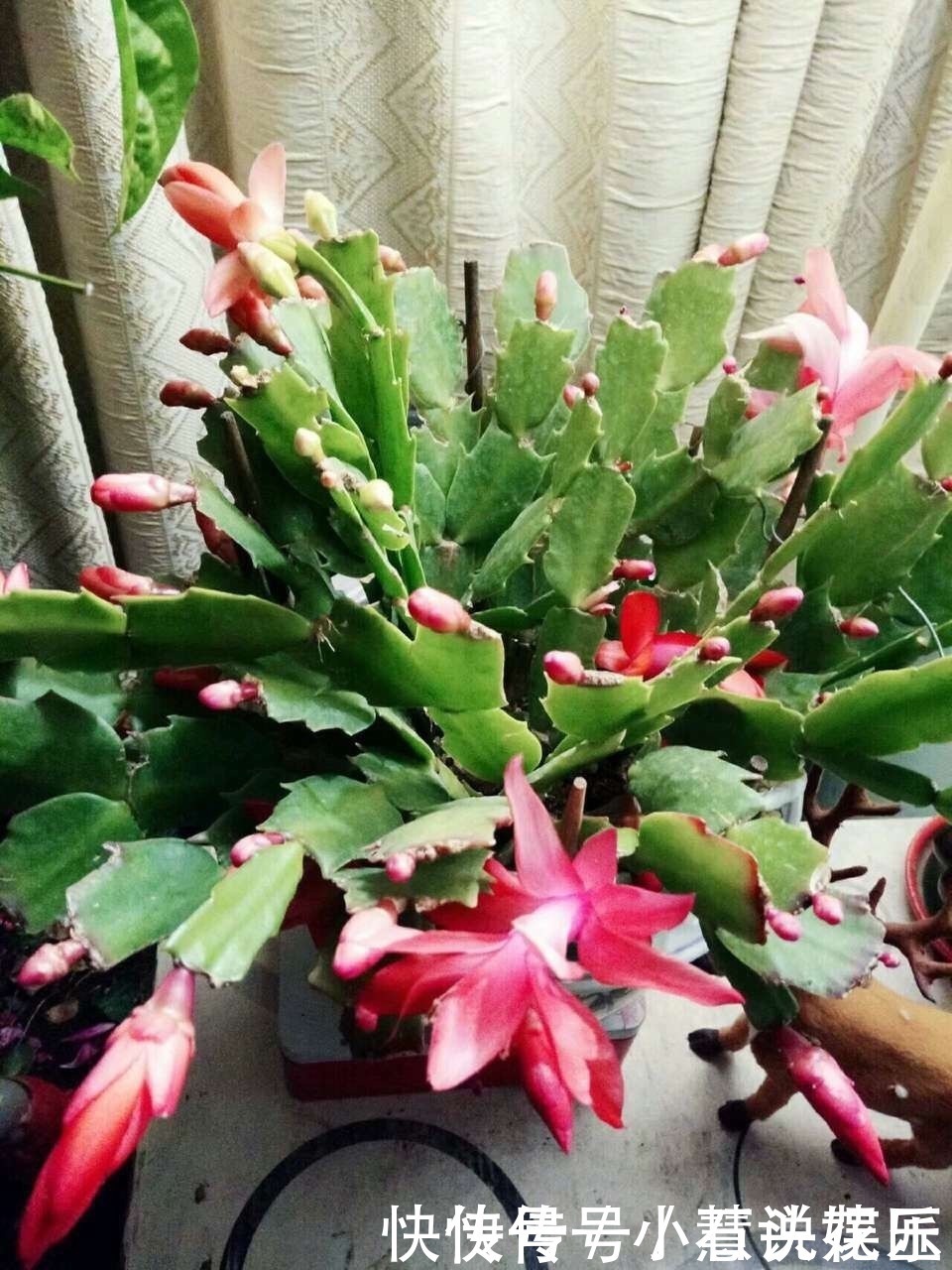 蟹爪兰花苞“蔫不拉几”，这叫做“消苞”现象，有3个原因要知道