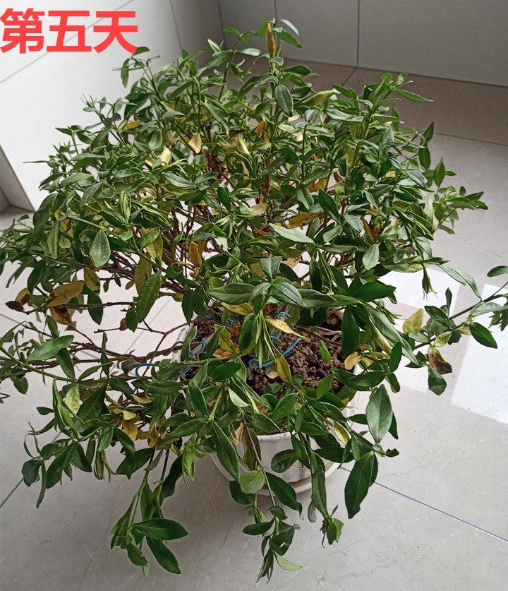 竹芋|11月,千万别买这种花,养不活惹一肚子气