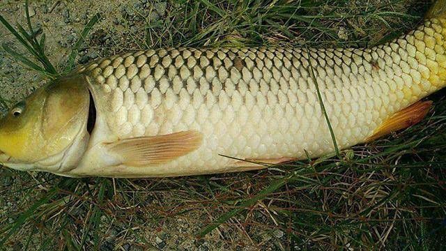 鸡血|谁说自制饵料不上鱼？老钓鱼人分享两款独家秘制饵料，助你上鱼！