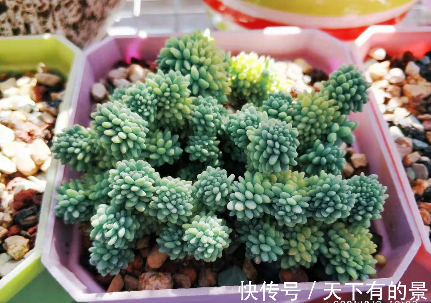 叶片|养多肉厌倦了不停地买?那内部挖潜自己叶插吧!秋天正是最佳时机