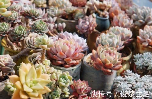 环境温度|新人练手养多肉选这几样，价格便宜，叶子晒晒太阳就成糖果色
