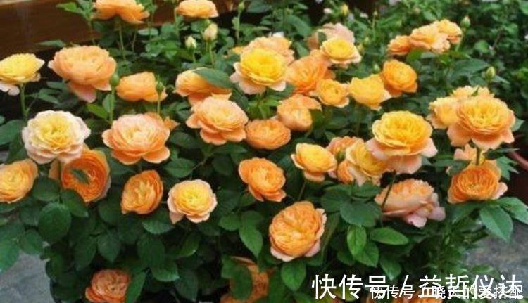 玫瑰海棠|4种花养家里,旺财又养人,吉祥富贵,红红火火好运来