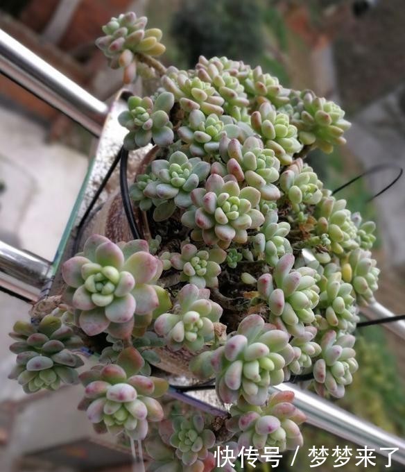 尔多|寒冷的冬季,养劳尔多肉,4点做好,劳尔一样红润饱满,且香味浓