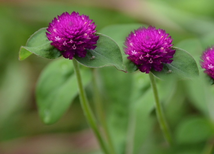 此花艳丽多姿,十分惹人喜爱,适合送给恋人,是忠贞不渝的象征