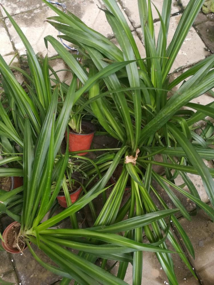 吊兰|这3种花该“剃头”了，三月最适合的季节，这么做下月开花才好看