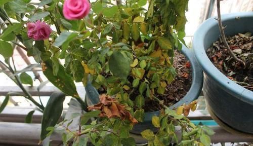 浇水|养花总是黄叶，那是忽略了这3处“细节”，后悔刚知道