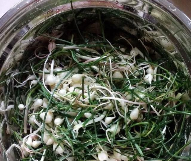 实质|农村''似蒜非蒜''的野菜，实质上为名贵药材，不要傻傻的拿来吃了
